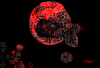 Colorectal cancer organoid with residual cells responsible for relapse marked in red. (IRB Barcelona)